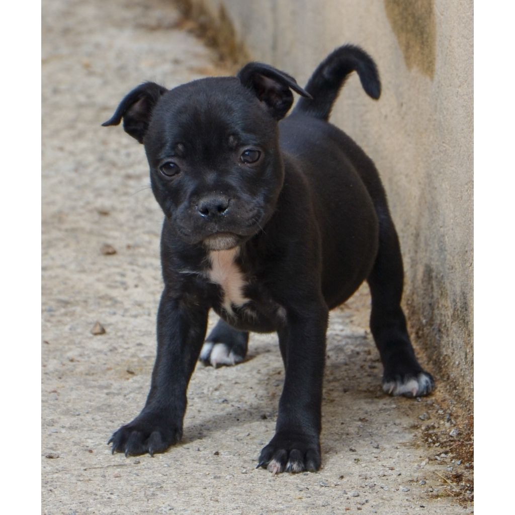 Eminence and Class - Chiot disponible  - Staffordshire Bull Terrier