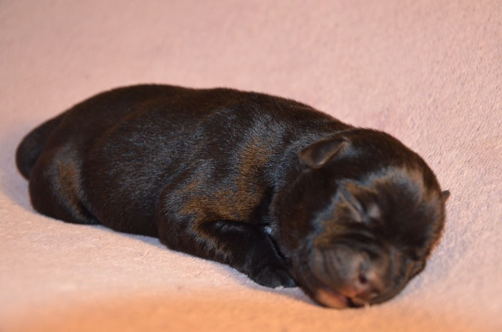 Eminence and Class - Chiot disponible  - Staffordshire Bull Terrier