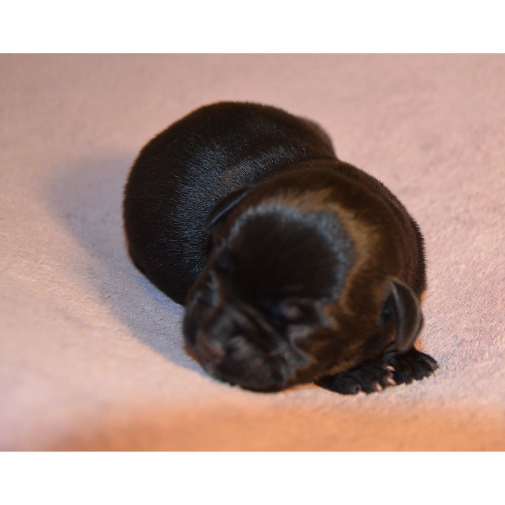 Eminence and Class - Chiot disponible  - Staffordshire Bull Terrier