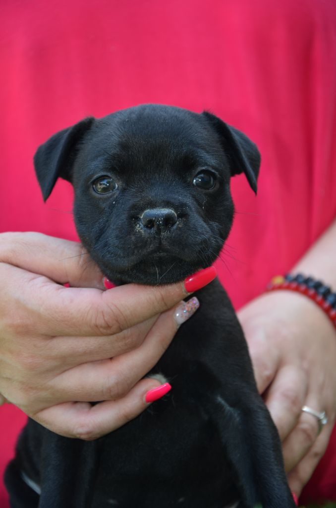 Eminence and Class - Chiots disponibles - Staffordshire Bull Terrier