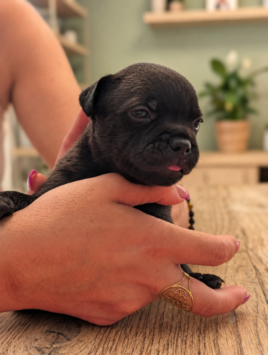 Chiot Staffordshire Bull Terrier Eminence and Class