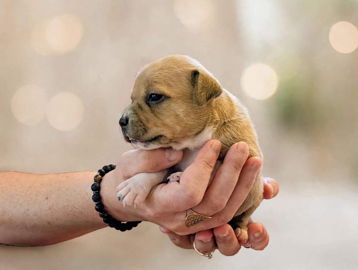 Eminence and Class - Chiots disponibles - Staffordshire Bull Terrier