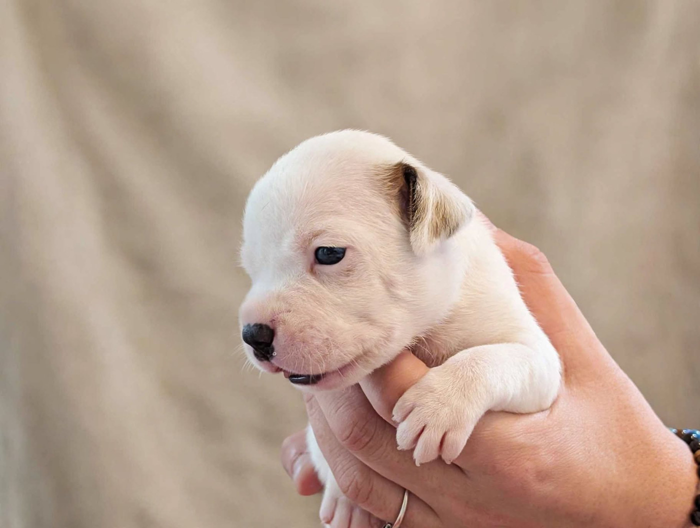 Eminence and Class - Chiots disponibles - Staffordshire Bull Terrier
