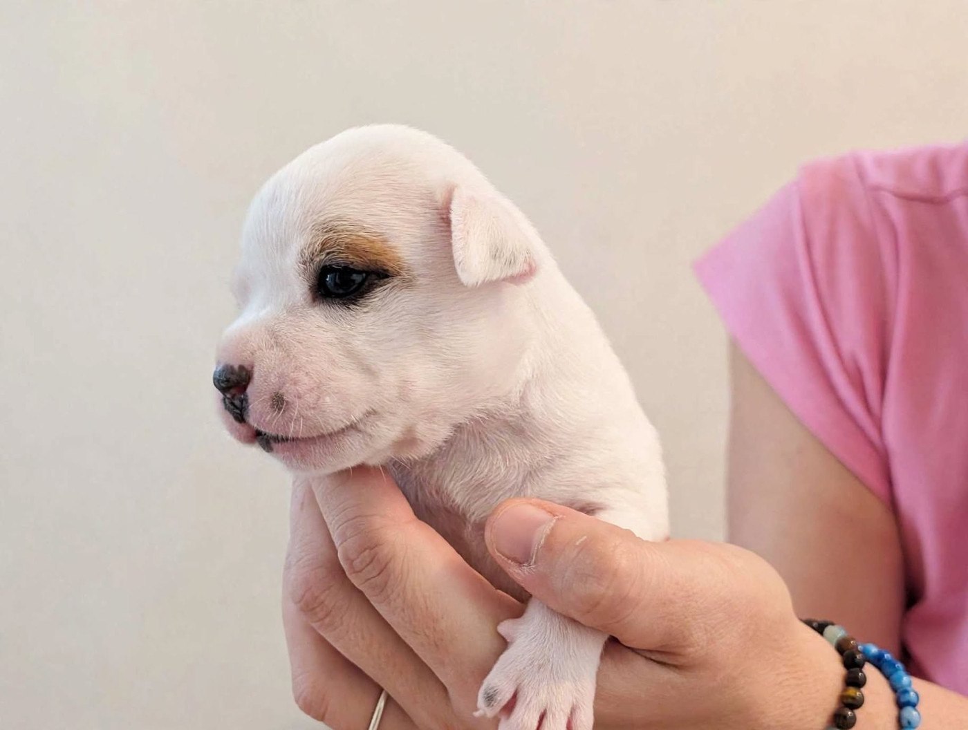 Eminence and Class - Chiots disponibles - Staffordshire Bull Terrier