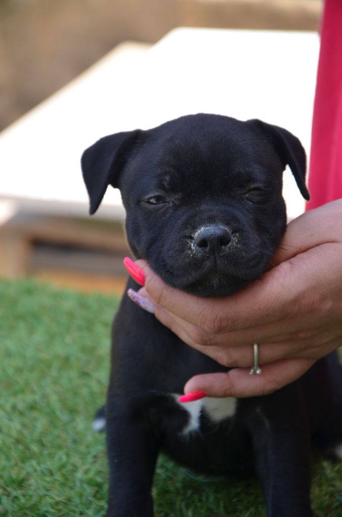 Eminence and Class - Chiots disponibles - Staffordshire Bull Terrier