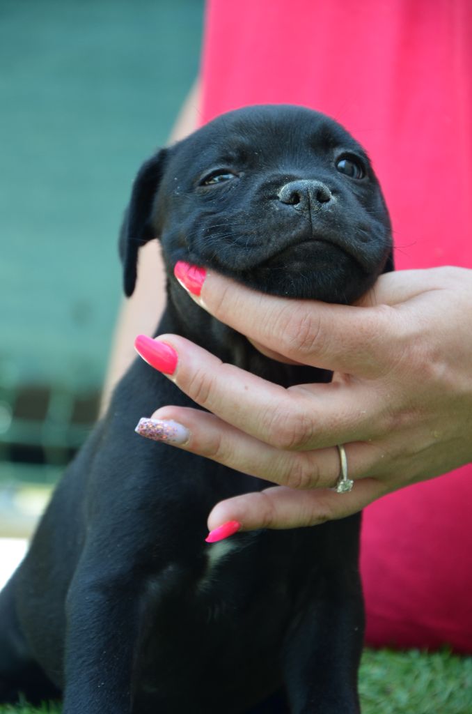 Eminence and Class - Chiots disponibles - Staffordshire Bull Terrier