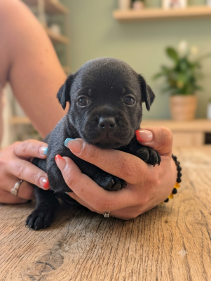 CHIOT 5
