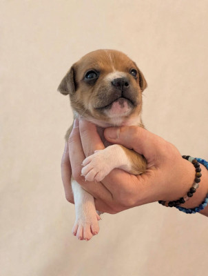 CHIOT 3