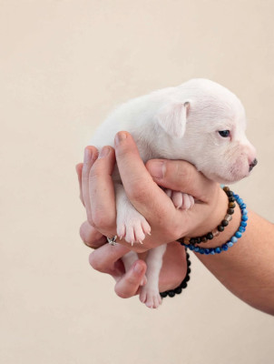 CHIOT 5